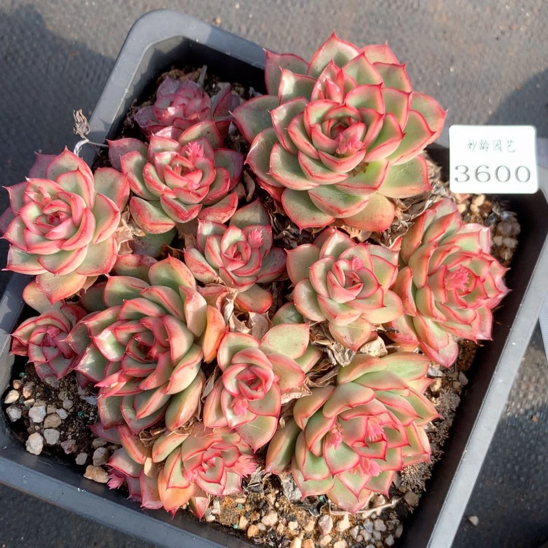 3600杂交多肉植物园
