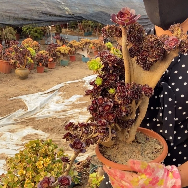 黑***咪959黑缀化老桩老桩