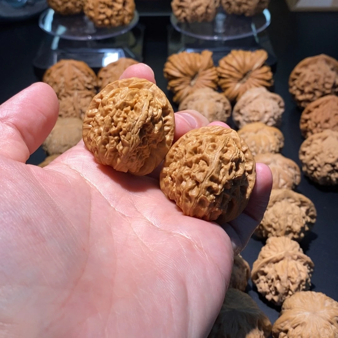 核桃白狮子全品37