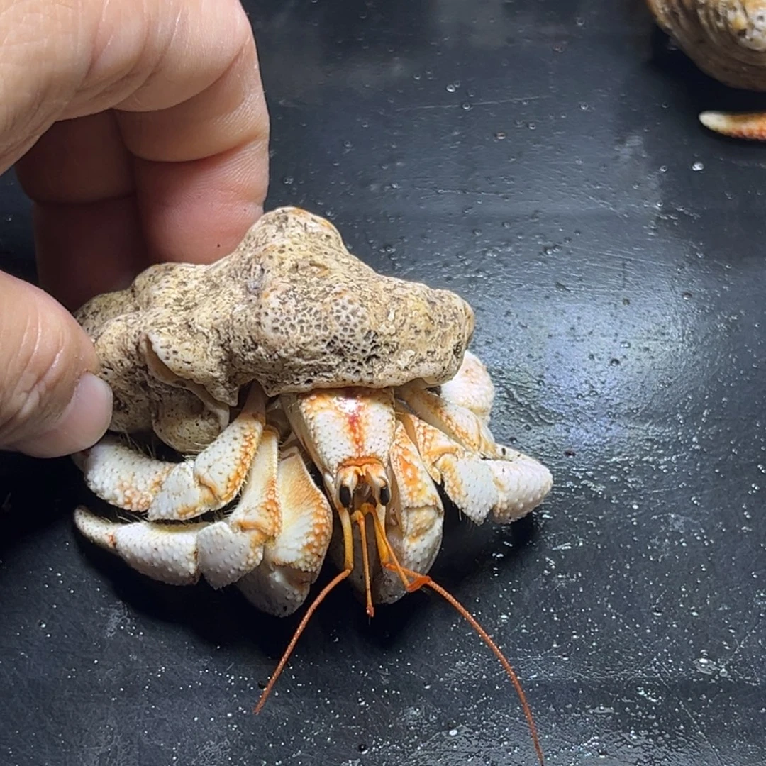 闪17号毛球2.9口径