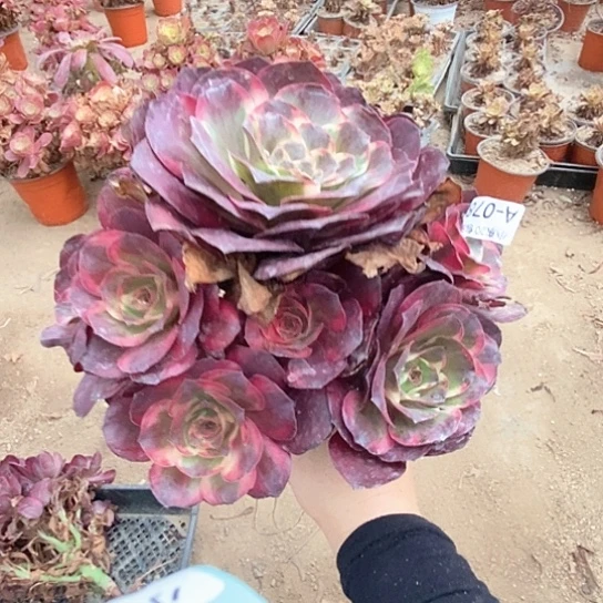 78纳福多肉法师植物