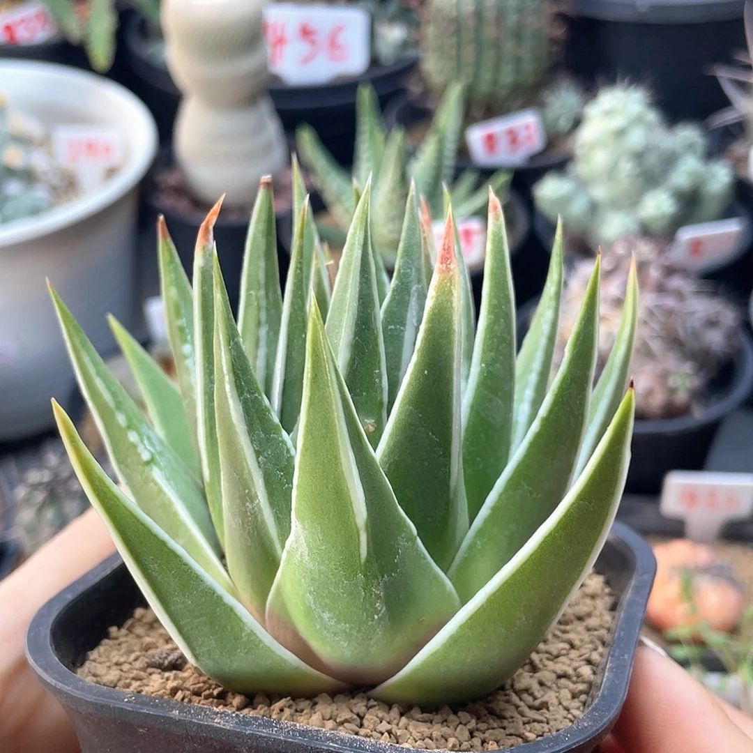 实生白折瑞鹤硬叶十二卷