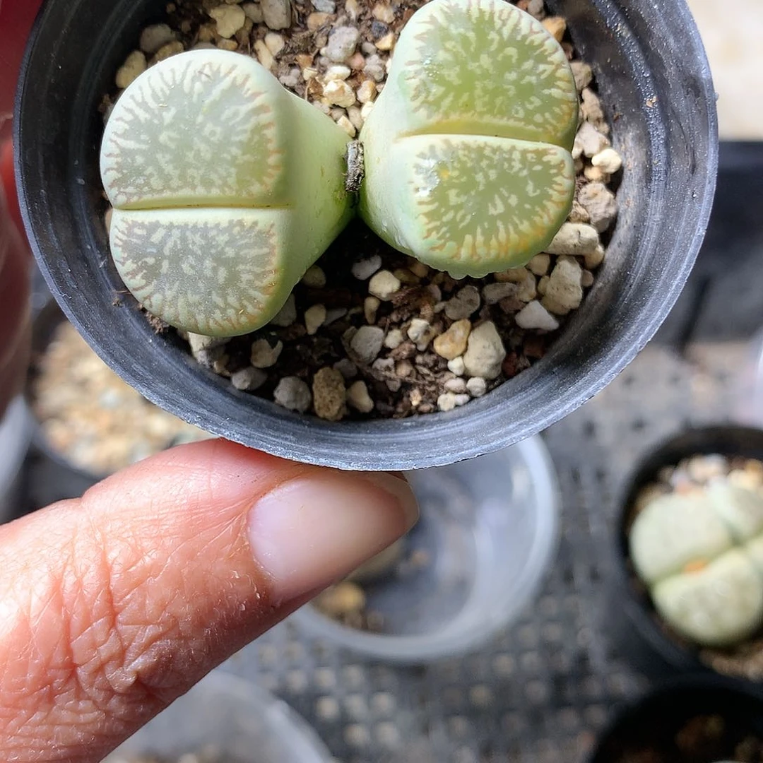 T433多肉植物保护