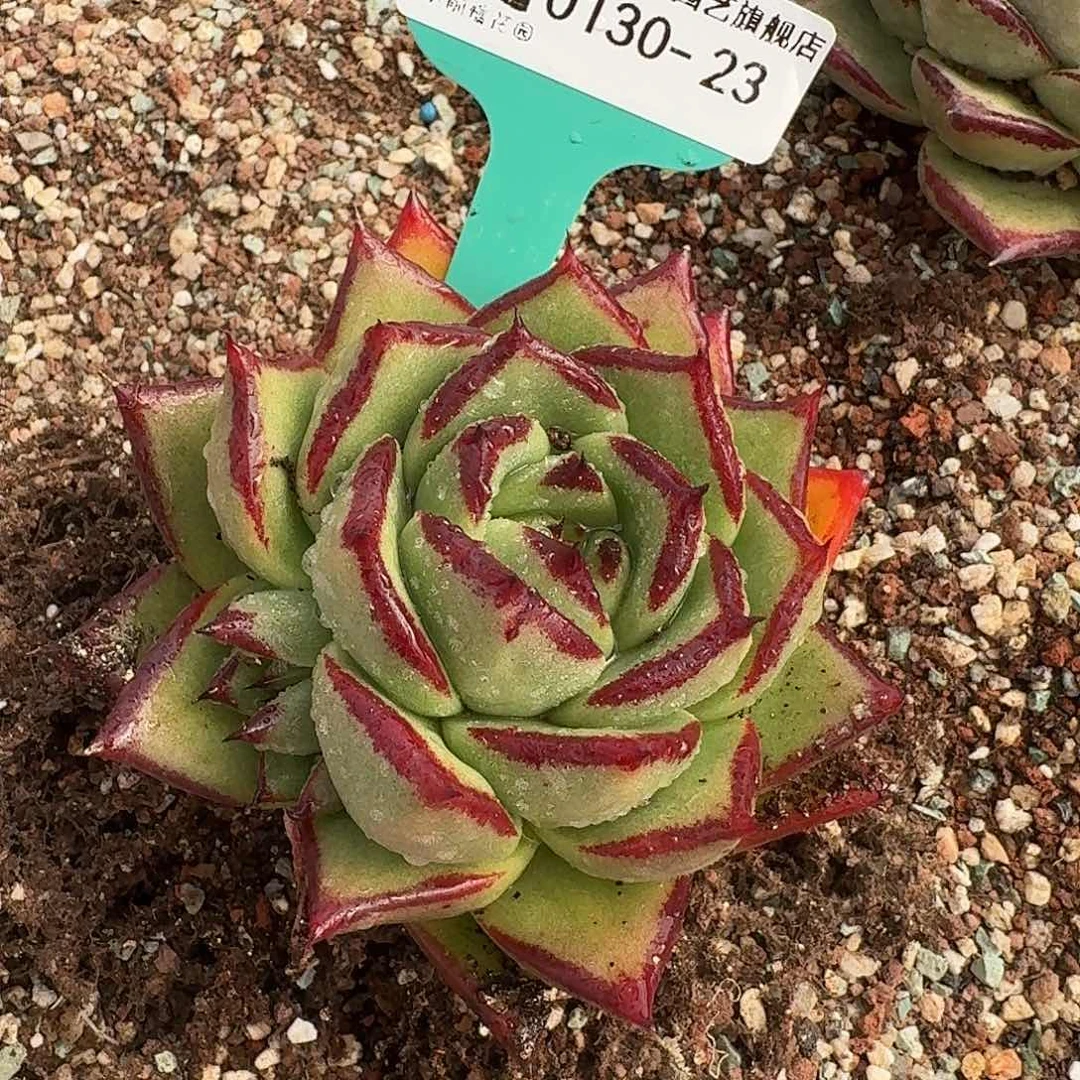 从前慢花园多肉0130-23