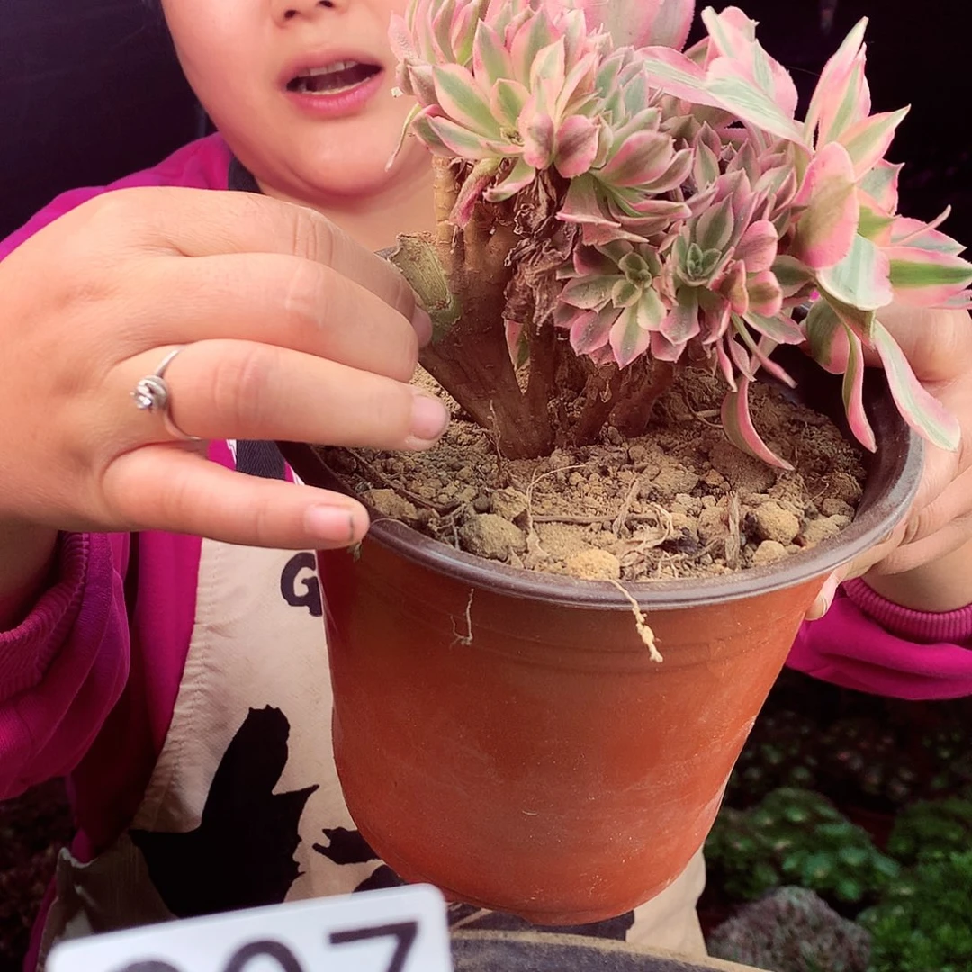 柒柒精品多肉脱土发货不包断侧枝处理907