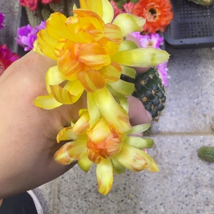218丽花A47歪无根侧牙3公分左右，20包邮