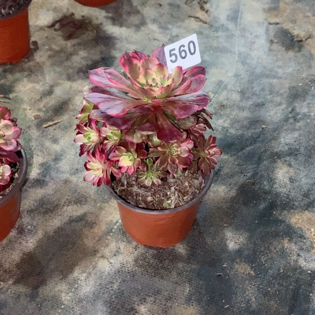 顺**然烟花560多肉1111小棵
