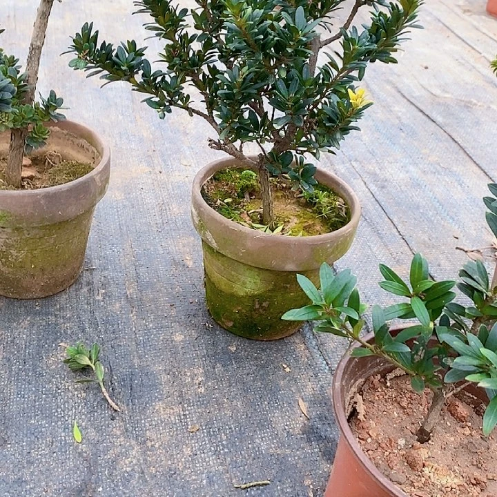 #****8罗汉松鲜花绿植