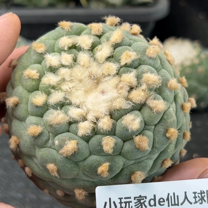 690可发货可帮发根