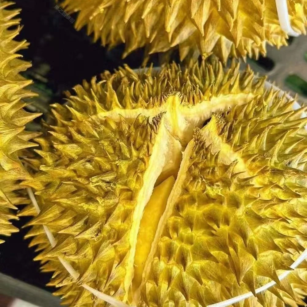 核小新鲜树熟金枕榴莲一个2000克金枕泰国