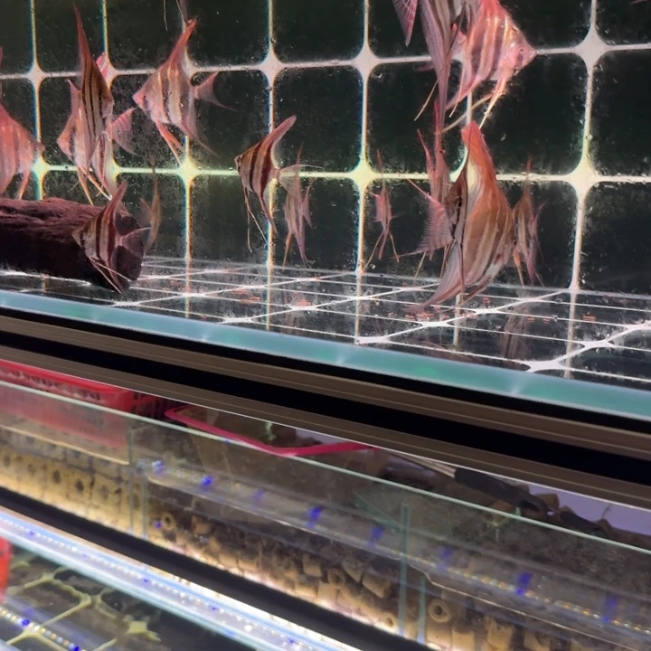 神仙鱼埃及啊塔F1一条肉身4厘米不包肚