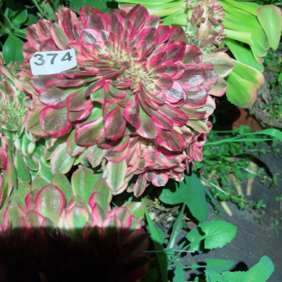 374 号多肉植物法师机制