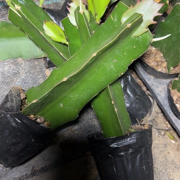 高纯06 7嫁接单片小苗一颗20