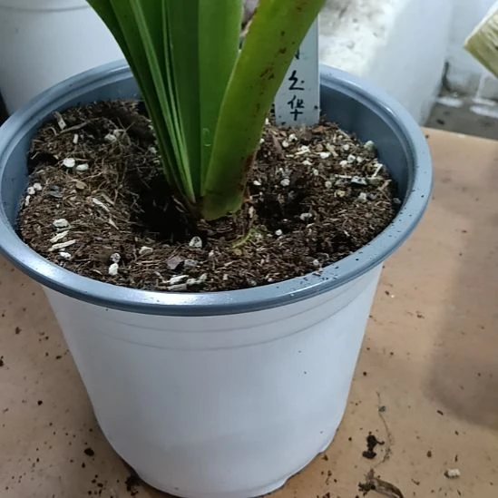 当前无花栽培后可以开花月之华4+
