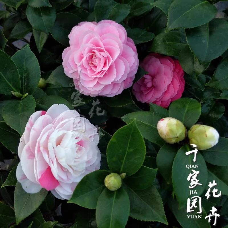 【十八学士】山茶花盆栽带花苞耐寒耐热四季开花室内外好养