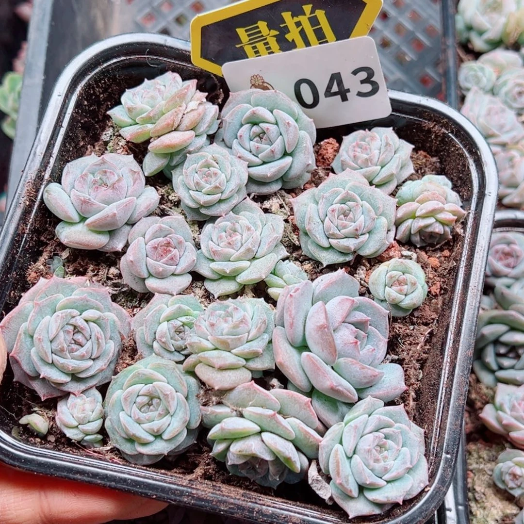 多肉植物多肉植物