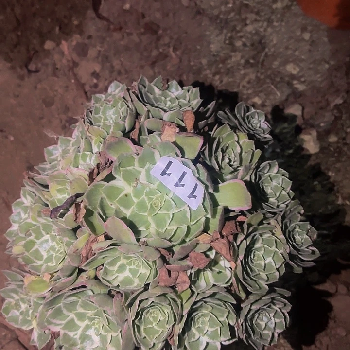 111万花筒多肉植物不售后