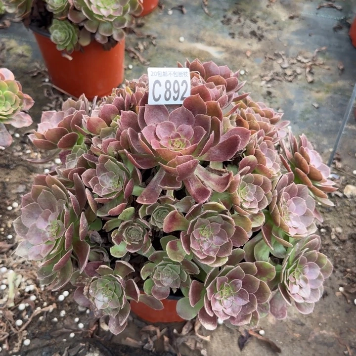 赤焰莲……多肉植物……
