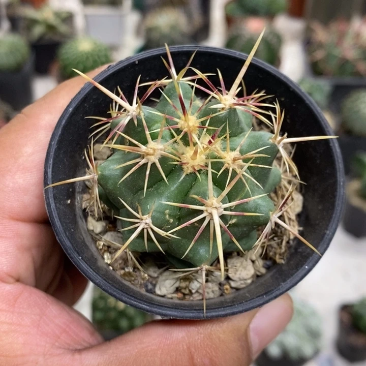 实生大统领特价福利