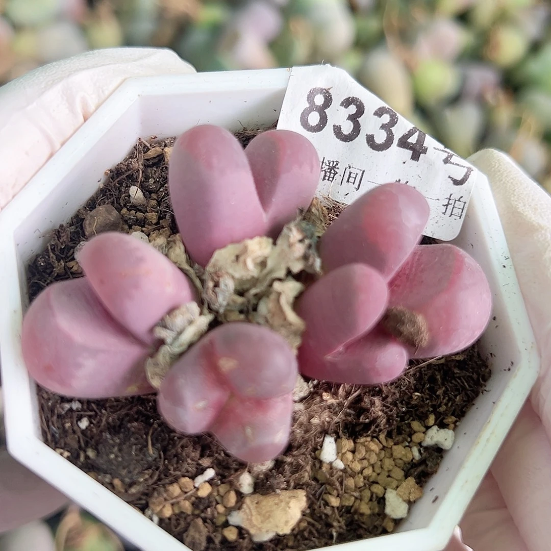 8334 好养易活生石花大母本
