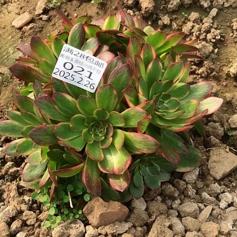 夏*2.26-21半夏多肉植物
