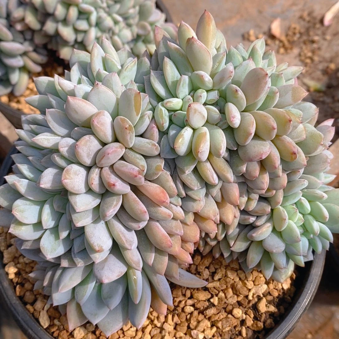 啵***11111111111111