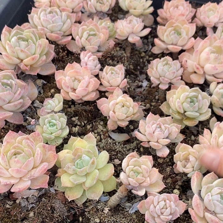 123 多肉植物盆栽花卉