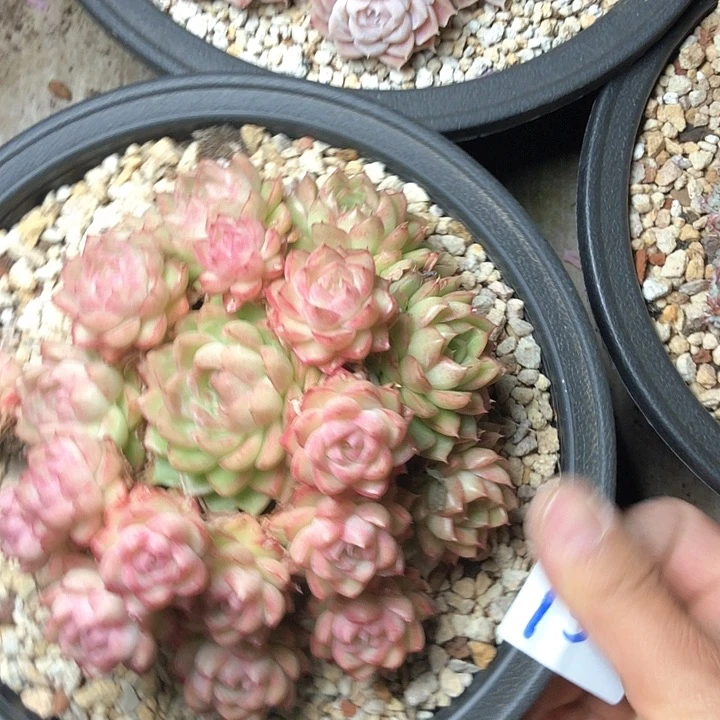 云**150///////////////