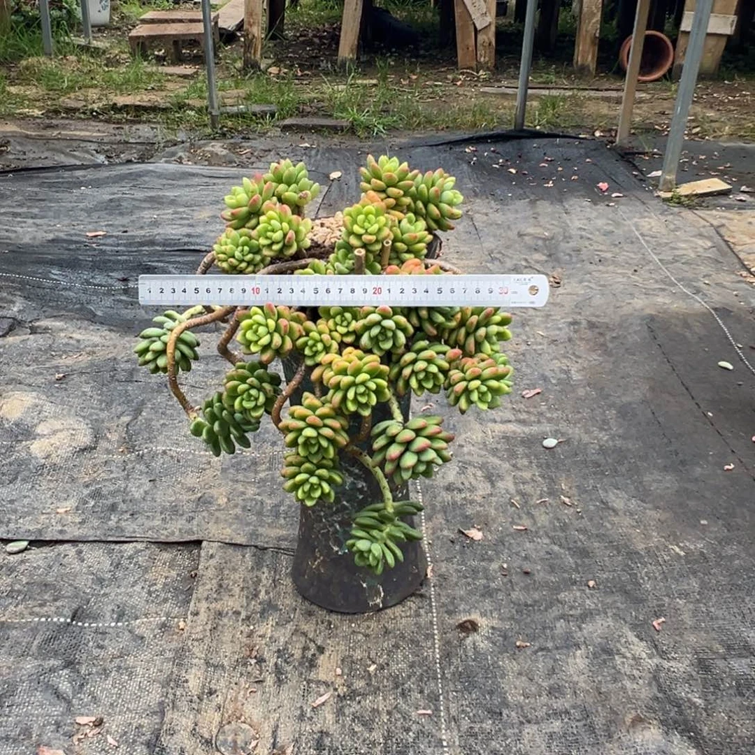 精品香格里拉妖桩 脱土发