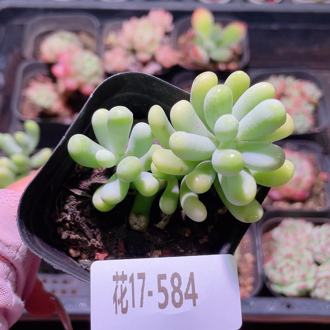 花利美17-584香蕉美人