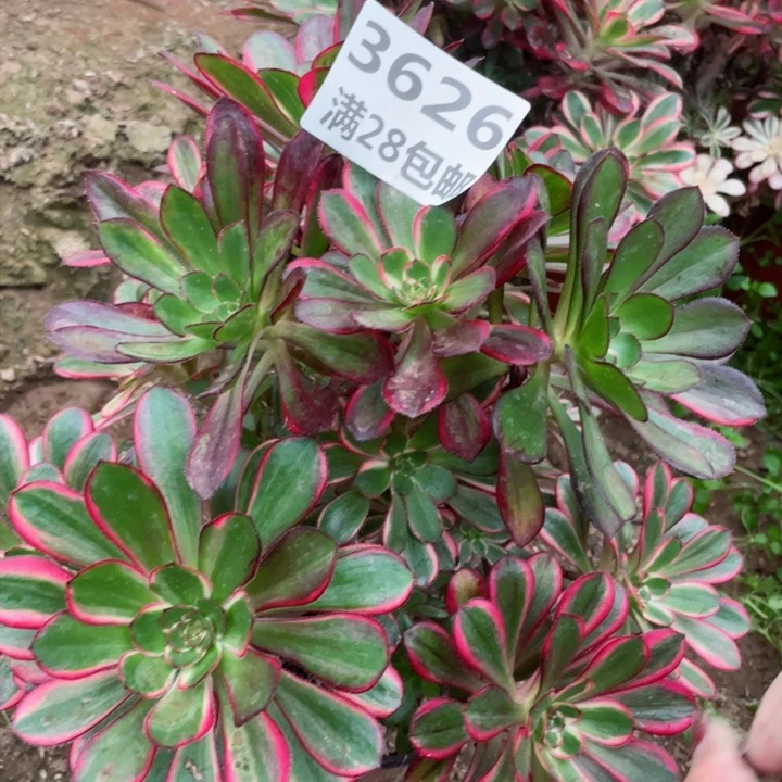 3626一号棚丽娜多肉植物
