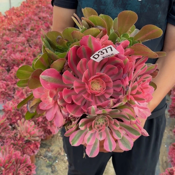 瑞妈多肉植物 377