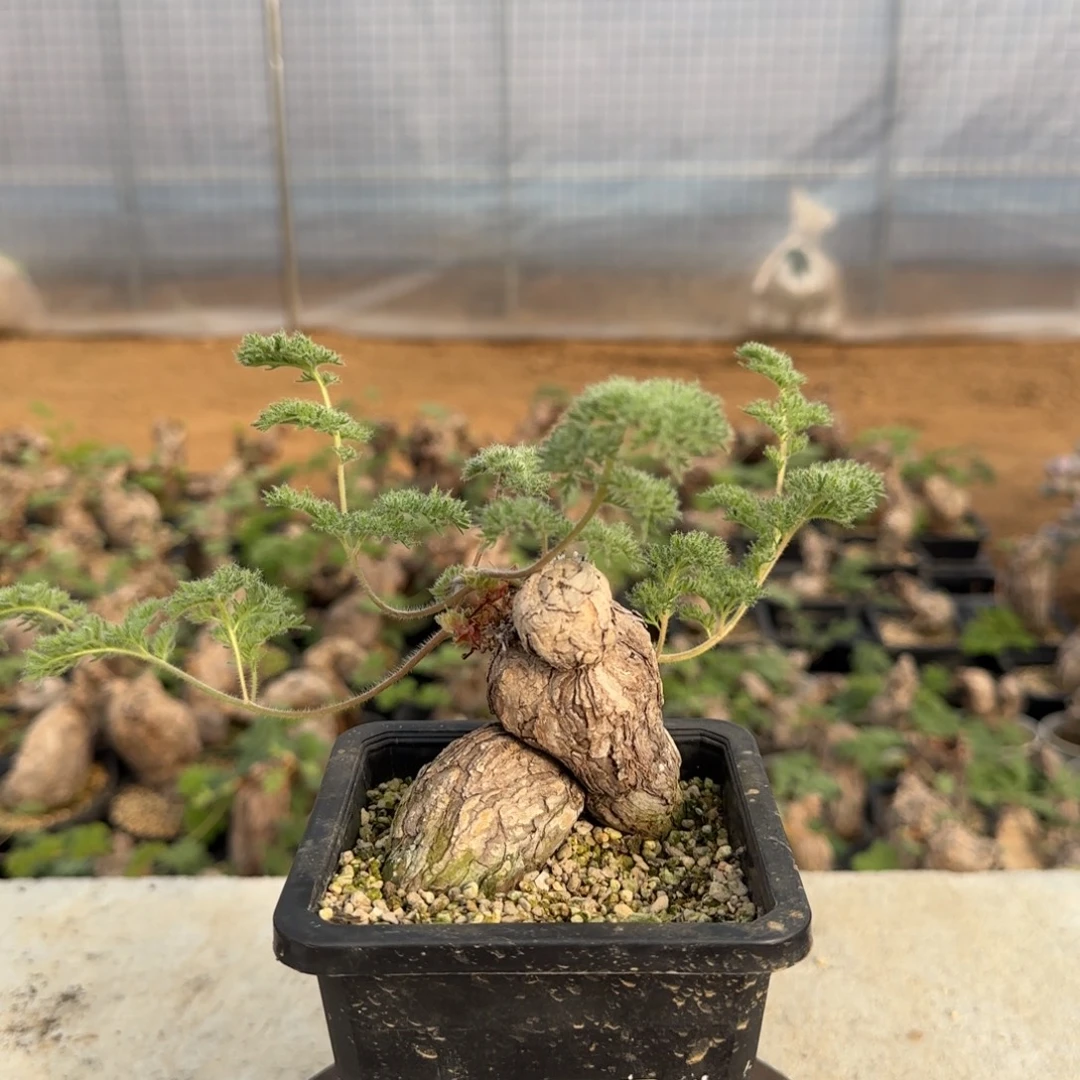 38枯木洋葵块根植物