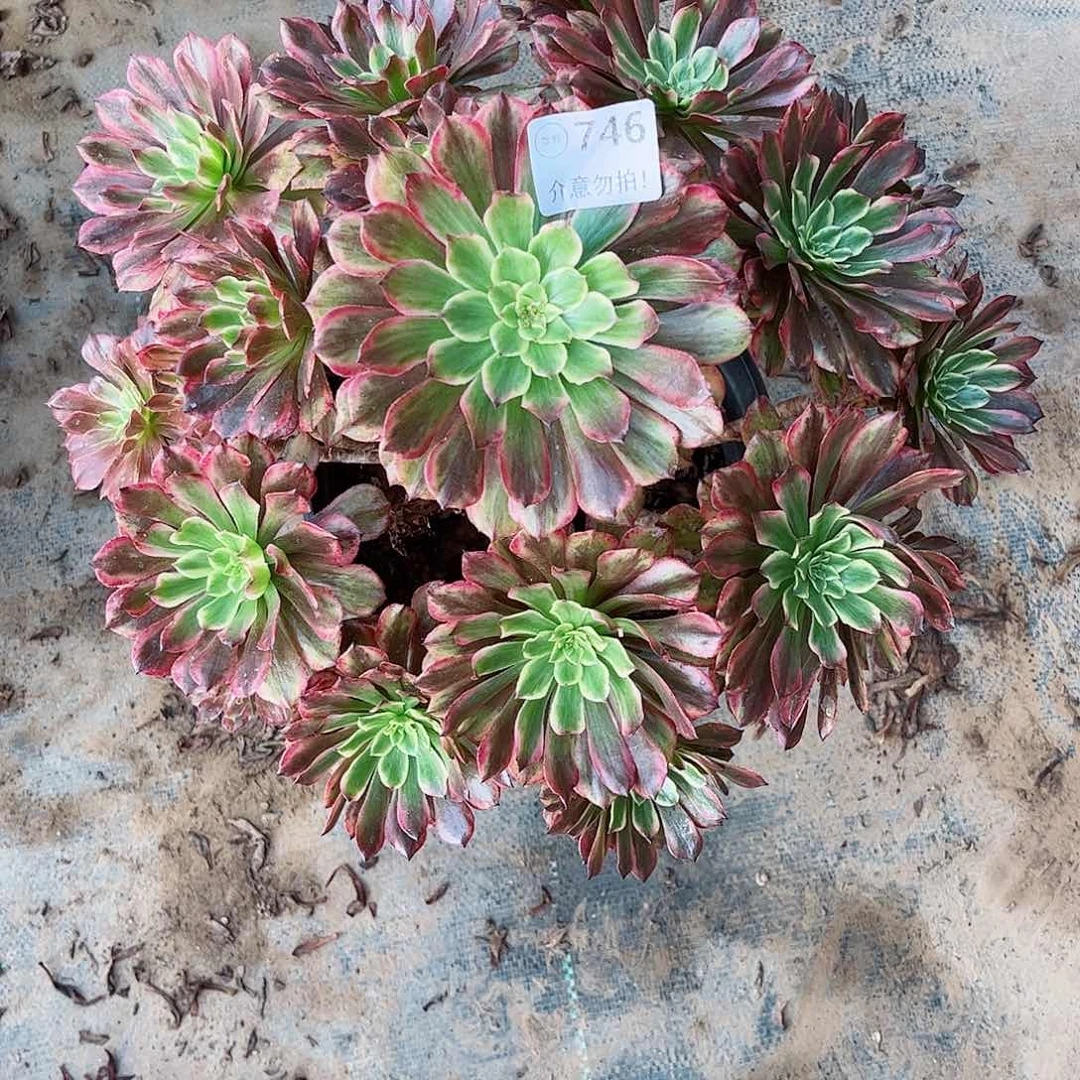 无花朵多肉植物746