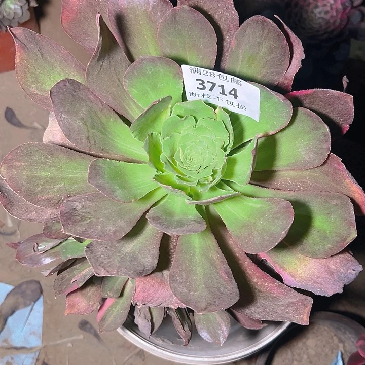 无花朵3714魅影七彩多肉植物