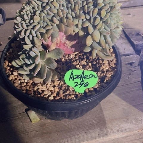 一物一拍星影缀化