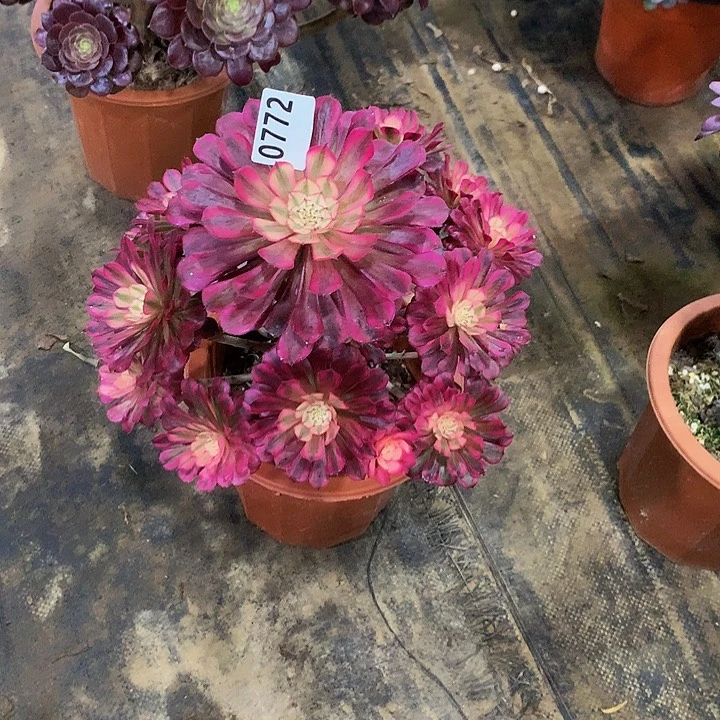 ?**?多肉共同白7720000