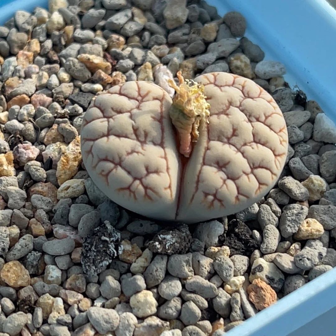 2767粗纹凹凸脑纹荒一颗