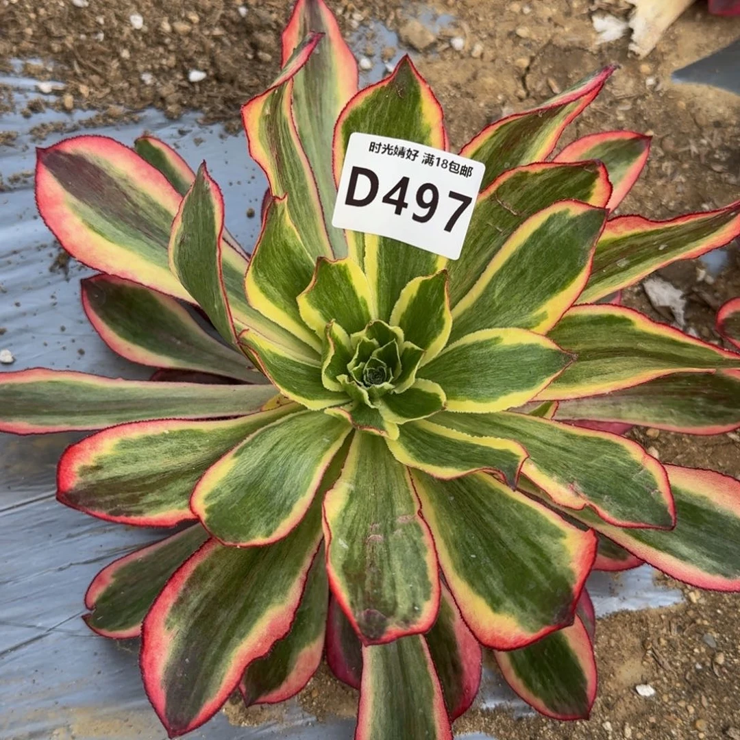 497魅影多肉植物