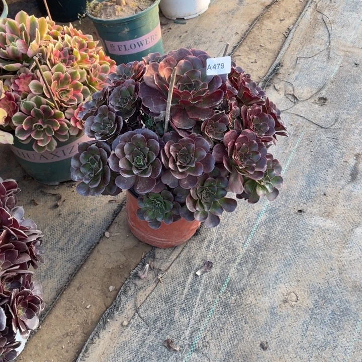 虎***宝479魅金多肉多肉植物多肉