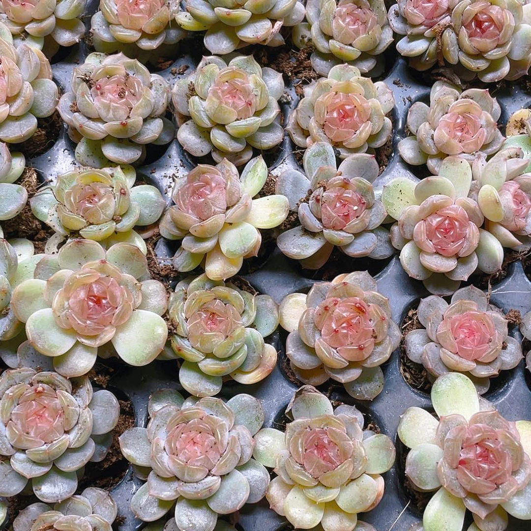 白恋穴一个满25包邮