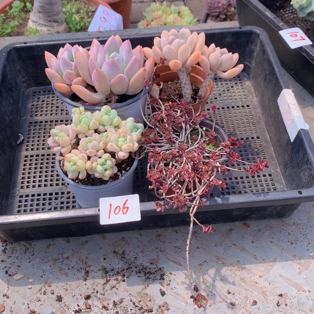 一单包邮框拍00106