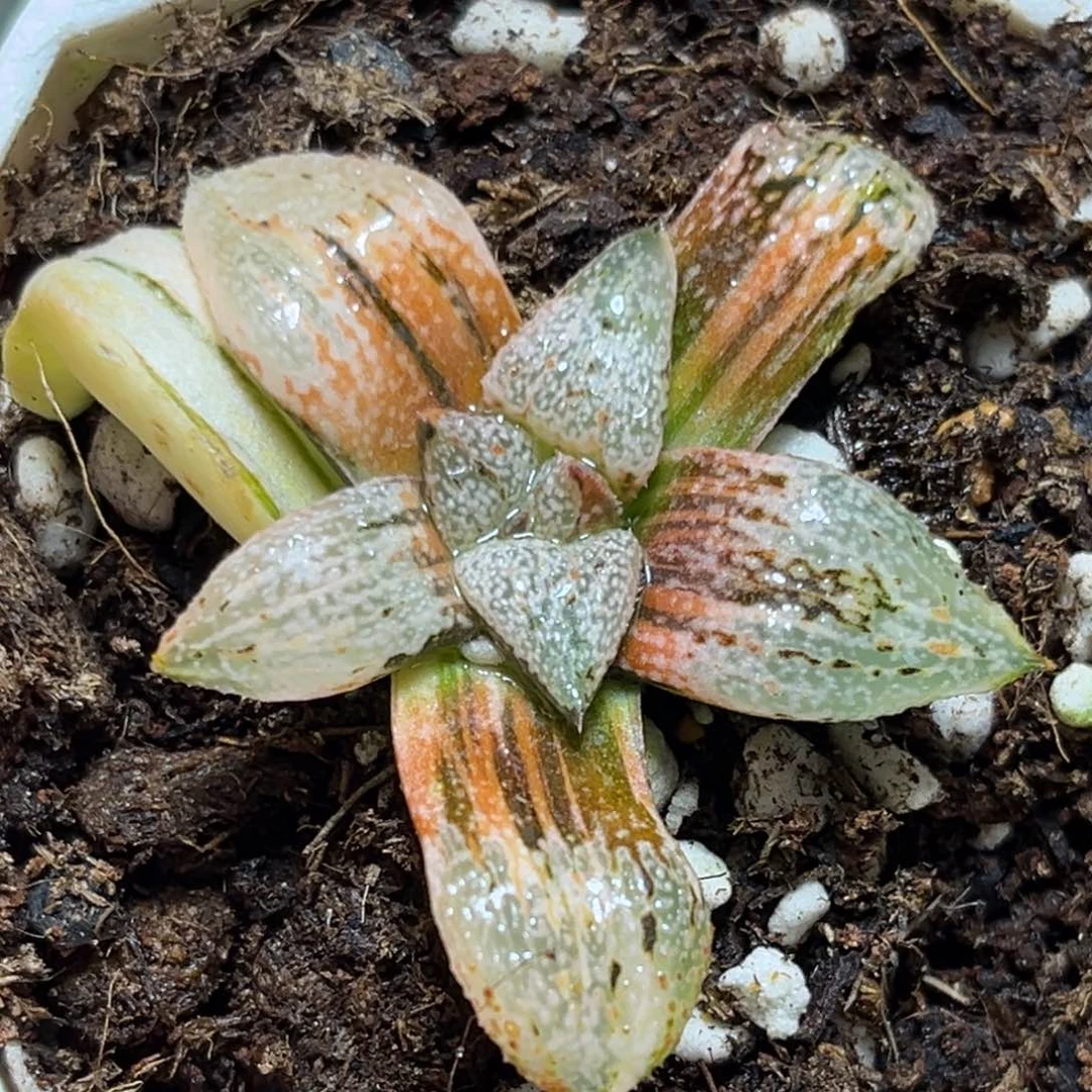 恭喜发财大吉大利501