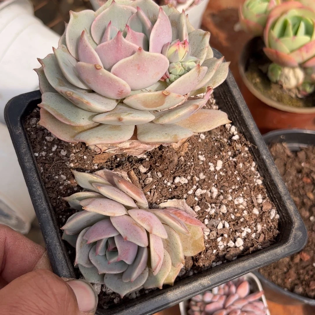 露娜莲多肉植物的生长发育