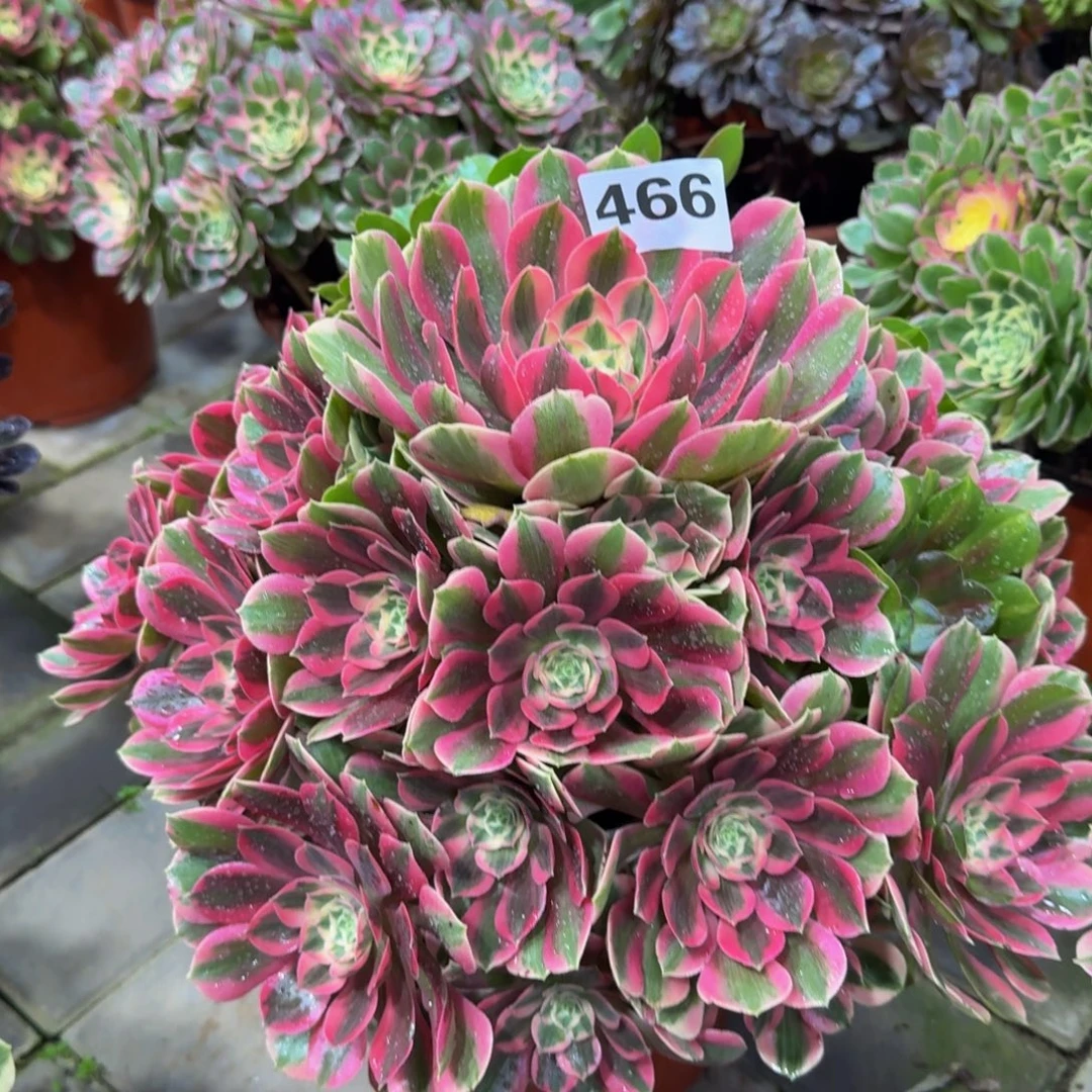 多肉植物466粉女妖