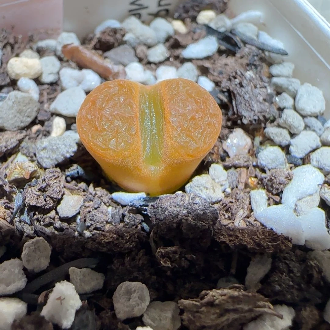 肉锥多肉植物百科-EH980蛋糕3