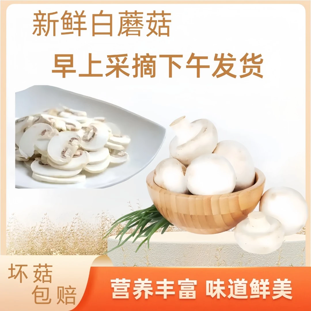 现采口蘑新鲜双胞菇烧烤火锅食材新鲜白蘑菇现摘基地直发