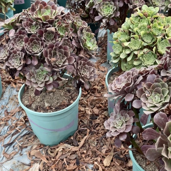 61欧多肉植物多肉植物