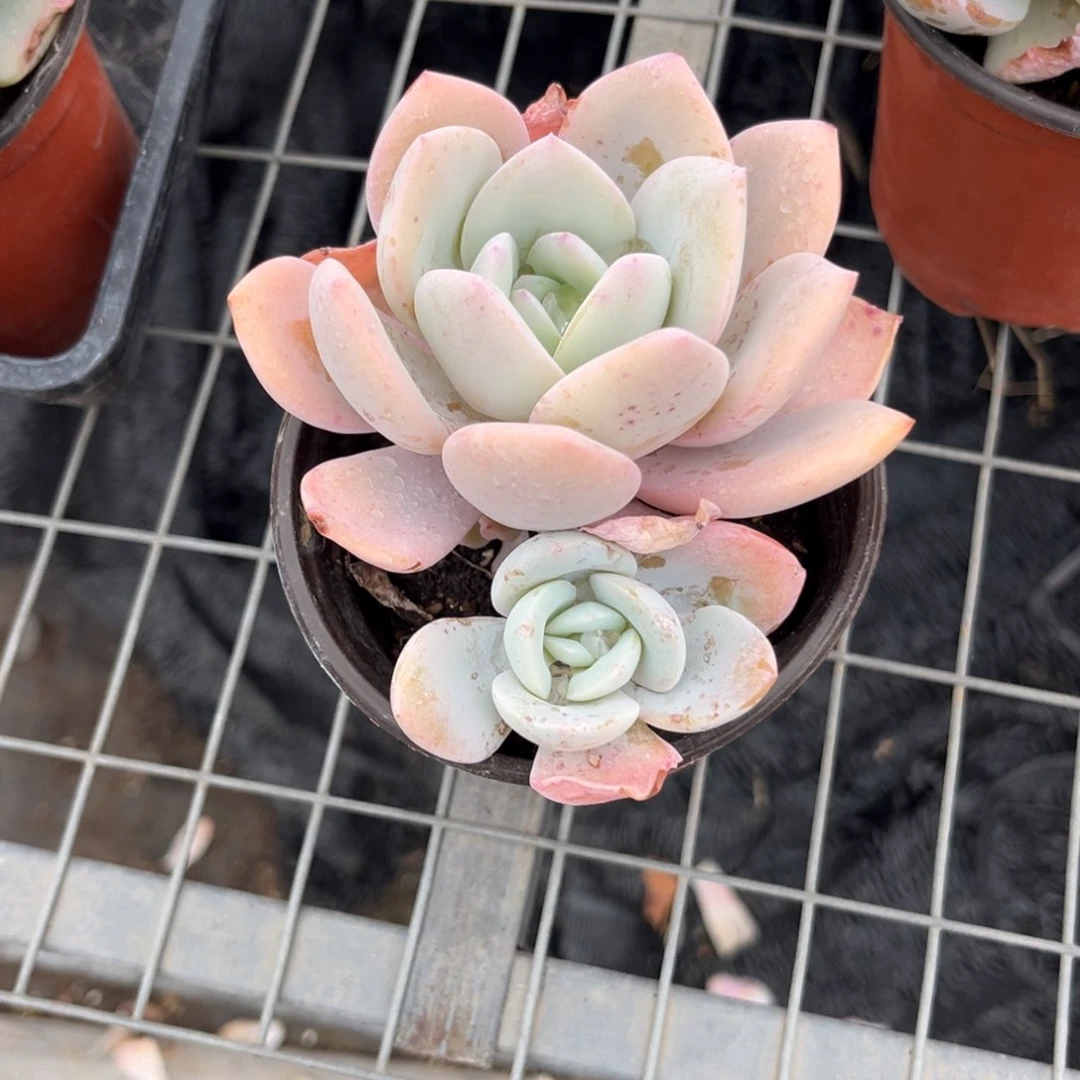 L****u奶茶多肉植物精油的