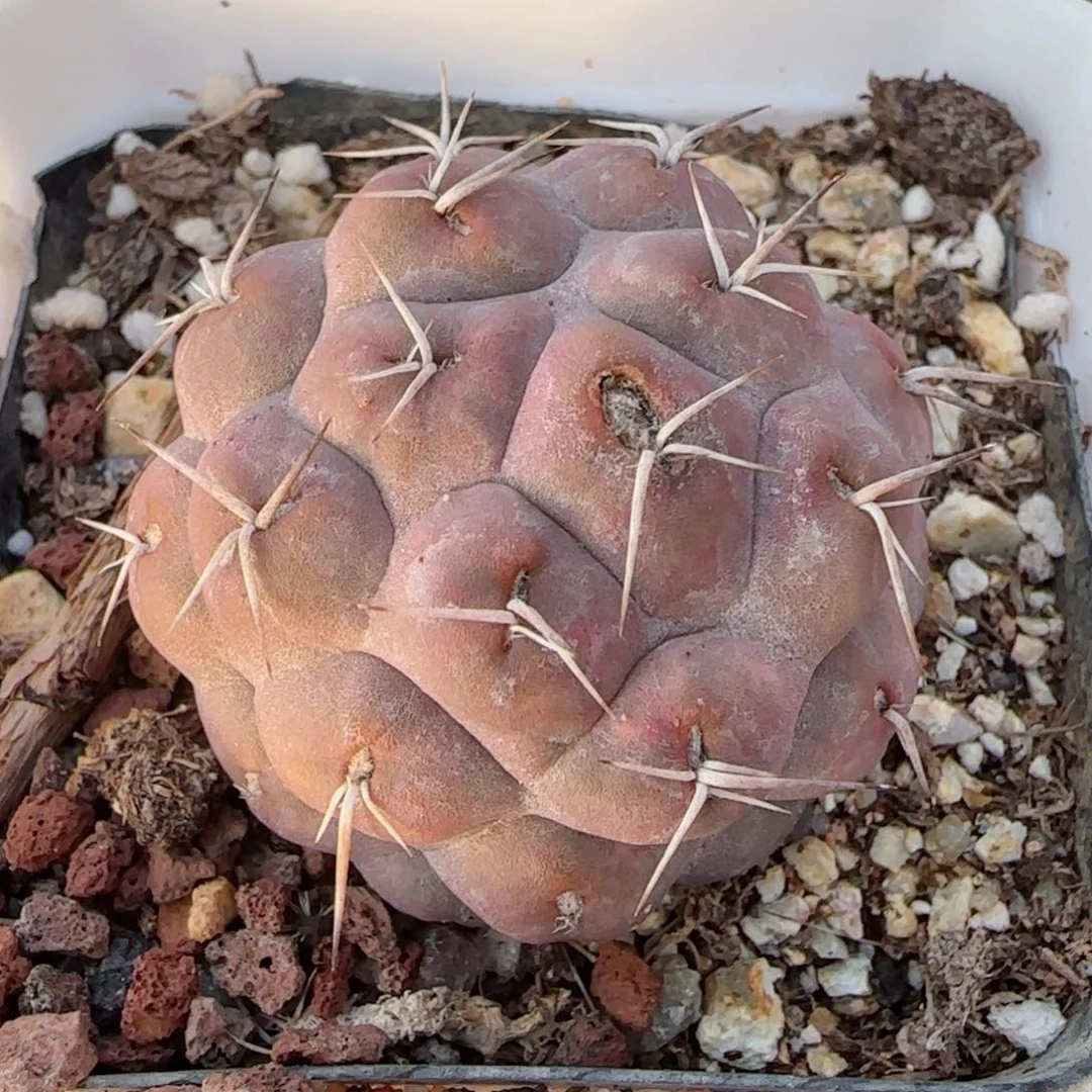 福利满30包邮48小时凑单